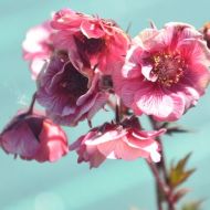 Саженец гравилата Tempo Rose в контейнере