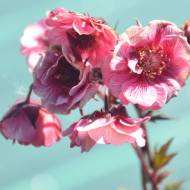 Саженец гравилата Tempo Rose в контейнере