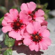 Саженец лапчатки непальской Miss Wilmortt в контейнере