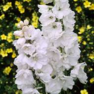 Саженец дельфиниума Pacific Galahad в контейнере