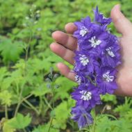 Саженец дельфиниума Magic Fountains Sky Blue White Bee в контейнере