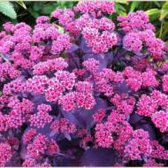 Саженец очитка Oriental Dancer в контейнере