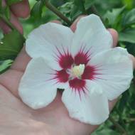 Саженец гибискуса сирийского Red Heart в контейнере