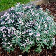 Саженец андромеды в контейнере