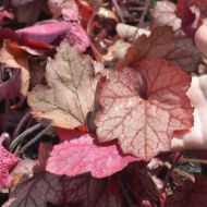 Саженец гейхеры Cherry Cola в контейнере