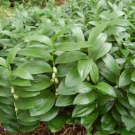 Саженец купены приземистой в контейнере