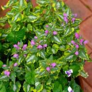 Саженец яснотки Anne Greenaway в контейнере