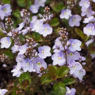 Саженец вероники Madam Mercier в контейнере