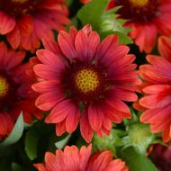 Саженец гайлардии крупноцветковой Messa Red в контейнере