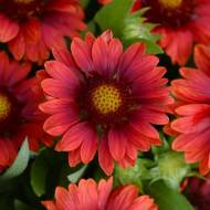 Саженец гайлардии крупноцветковой Messa Red в контейнере