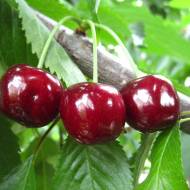 Саджанець Черешня Джерело в контейнері