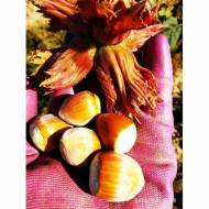 Саджанець Фундук щеплений на ліщині ведмежій Барбакан (червонолистий) в контейнері