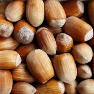 Саджанець Фундук щеплений на ліщині ведмежій Істрський в контейнері