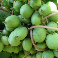 Саджанець Актинідія аргута Перлина саду в контейнері