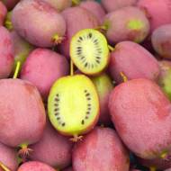 Саджанець Актинідія аргута Бінго в контейнері