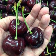 Саженец Черешня Саммит в контейнере