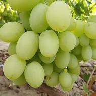 Саженец Виноград (привитый) Ариана