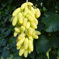 Саженец Виноград (привитый) Белый клык