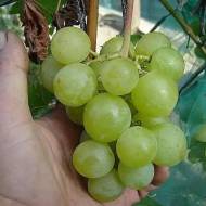 Саженец Виноград (привитый) Барс