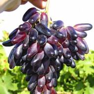 Саженец Виноград (привитый) Одесский сувенир