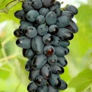 Саженец Виноград бескосточный (киш-миш) Джой