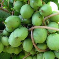 Саженец Актинидия аргута Жемчужина сада в контейнере