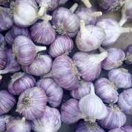 Часник озимий Харківський фіолетовий