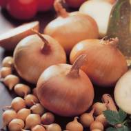 Цибуля саджанка Штуттгартер Стенфілд