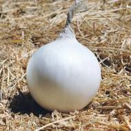 Цибуля саджанка Айсперл