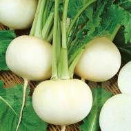 Редька Одесская белая