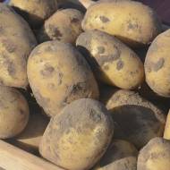 Насіннєва картопля Сагіта