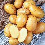 Насіннєва картопля Сагіта