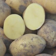 Насіннєва картопля Сагіта