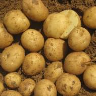 Насіннєва картопля Таурас