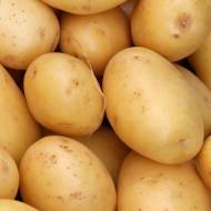 Насіннєва картопля Лілі