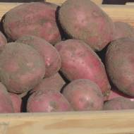 Насіннєва картопля Фламенко