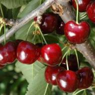 Саджанець Черешня Ера
