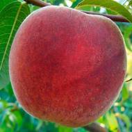 Саженец Персик Мир Леди