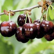 Саженец Черешня Бигарро Беккера