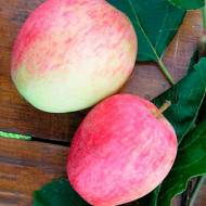 Саженец Яблоня Аркадик