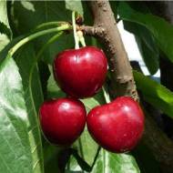 Саженец Черешня Соната