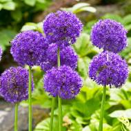 Цибуля декоративна (Алліум) Purple Sensation