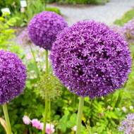 Лук декоративный (Аллиум) Purple Sensation