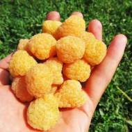 Саджанець Малина Зюгана жовта в контейнері