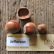 Саженец Фундук привитый на орешнике медвежьем Джефферсон в контейнере