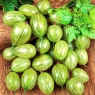 Саженец Крыжовник Изумрудный