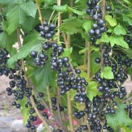 Саженец Смородина Черный десерт