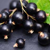 Саджанець Смородина Дебют