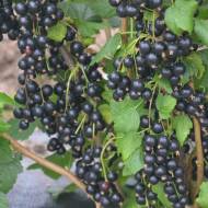 Саженец Смородина Дебют