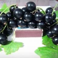 Саженец Смородина Дачница